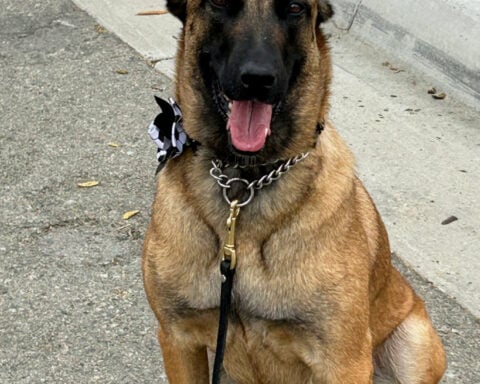 Soccer-World Cup working dogs sniff out threats, send security signal