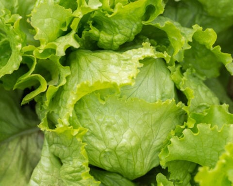 Iceberg lettuce recalled in 27 states due to potential cyclospora contamination