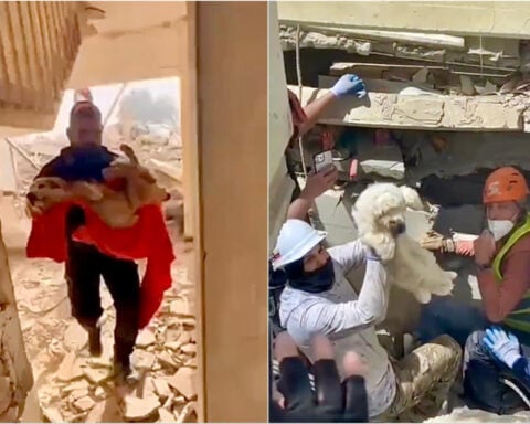 Hundreds of pets were rescued following Venezuela’s earthquakes. Now they’re looking for their families