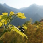 Japanese beetle advances through northern Italy's vineyards and orchards, frustrating farmers