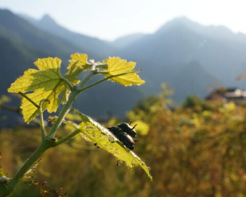 Japanese beetle advances through northern Italy's vineyards and orchards, frustrating farmers