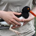 Oystercatchers, known for sharp bills and beady eyes, are making a comeback thanks to conservation
