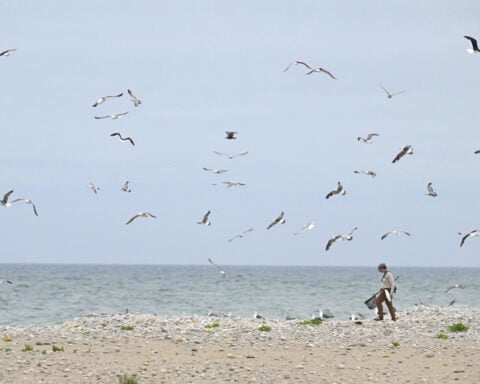 Oystercatchers, known for sharp bills and beady eyes, are making a comeback thanks to conservation