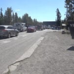 Photographer provides an update on the tourist attacked by a bison in Yellowstone
