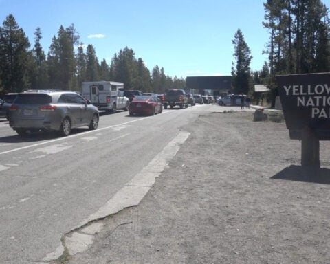 Photographer provides an update on the tourist attacked by a bison in Yellowstone