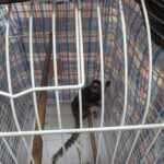 Monkey discovered on London bus sparks renewed abandonment fears