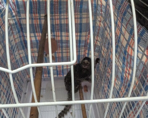 Monkey discovered on London bus sparks renewed abandonment fears
