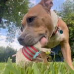 Rescue dog waiting for home saves life of other pup in need, giving them both second chances