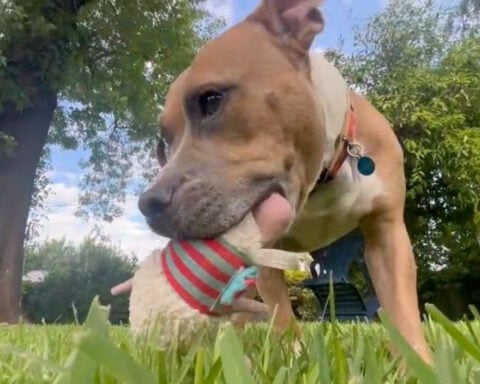 Rescue dog waiting for home saves life of other pup in need, giving them both second chances