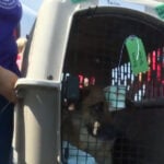 Philadelphia-area groups help rescue cats and dogs from Texas shelters after flooding