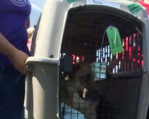 Philadelphia-area groups help rescue cats and dogs from Texas shelters after flooding