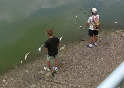 Minnesota DNR logs 202 fish kill reports as heat wave pushes lake temps to 88 degrees