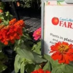 Farm offers 20 years of opportunity for adults with disabilities
