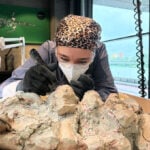 2,000 volunteers join a painstaking effort to restore massive skeleton of prehistoric predator