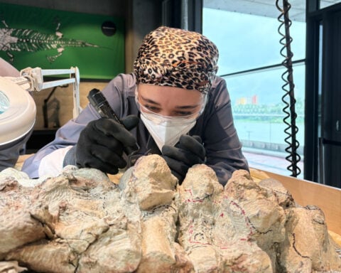 2,000 volunteers join a painstaking effort to restore massive skeleton of prehistoric predator