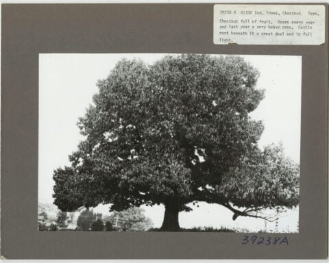 New genetic approaches raise hopes for restoring the American chestnut to its former glory