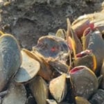 Yolo County declares local emergency over golden mussel invasion