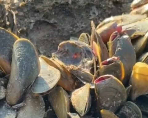 Yolo County declares local emergency over golden mussel invasion