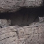 Orphaned mountain lion cubs Moonbead and Pretzel settle into new home at Desert Museum