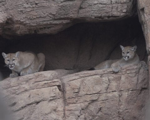 Orphaned mountain lion cubs Moonbead and Pretzel settle into new home at Desert Museum