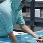 Florida researchers bring endangered elkhorn coral ashore to protect them