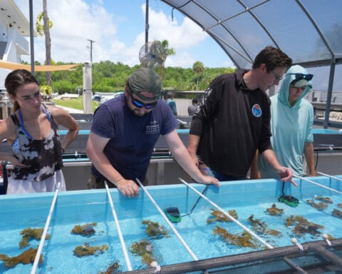 Florida researchers bring endangered elkhorn coral ashore to protect them