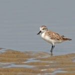 More than half of Earth’s migratory bird species are declining – here’s how we can still save them