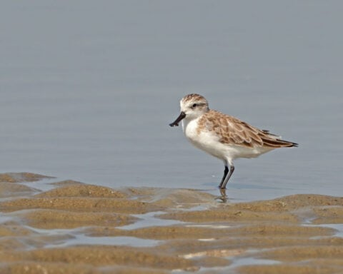More than half of Earth’s migratory bird species are declining – here’s how we can still save them