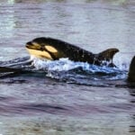 Watch an orca ram a sunfish so hard that the fish explodes