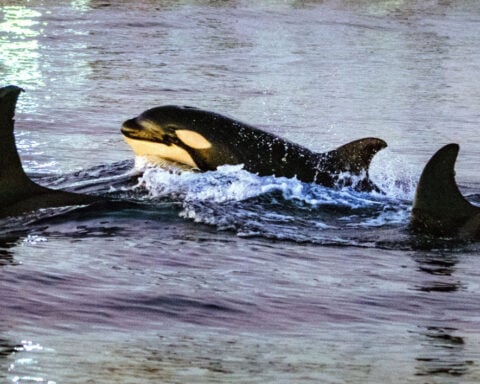 Watch an orca ram a sunfish so hard that the fish explodes
