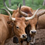 In wildfire-ravaged Spain, farmers revive native sheep and cows to graze on flammable plants