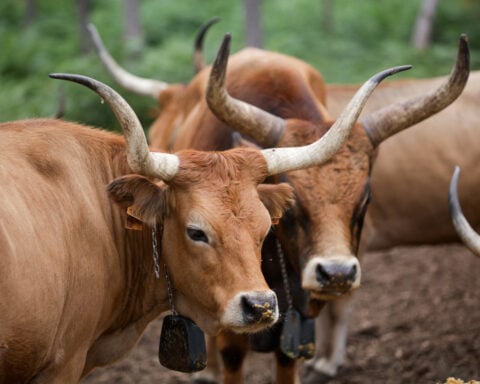 In wildfire-ravaged Spain, farmers revive native sheep and cows to graze on flammable plants