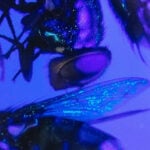 US tests GMO flies in rush to fight flesh-eating livestock pest