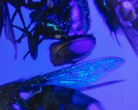 US tests GMO flies in rush to fight flesh-eating livestock pest