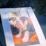 Dog's drowning at daycare sparks protest