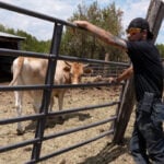 Neighbors recount coming together to save animals during Aspen Acres Fire evacuation