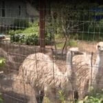 Emu killed by neighbor’s dogs' forces family to relocate animals