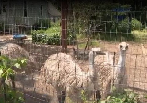Emu killed by neighbor’s dogs' forces family to relocate animals