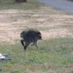 Jimothy the raccoon survived against the odds, a testament to sophisticated brains and devoted mothers