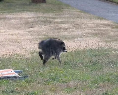 Jimothy the raccoon survived against the odds, a testament to sophisticated brains and devoted mothers