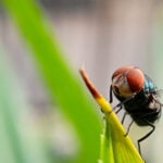 Colorado prepares for screwworms, as the pest that was eradicated in 1966 returns to the US