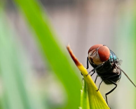 Colorado prepares for screwworms, as the pest that was eradicated in 1966 returns to the US