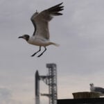 SpaceX launches Starship on another test flight, this time with the most advanced Starlinks