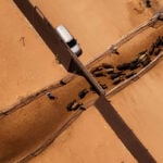 US to lift ban on Mexican cattle imports, WSJ reports