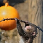 Japan's monkey sensation Punch gets thousands of birthday messages as he turns 1 on Sunday