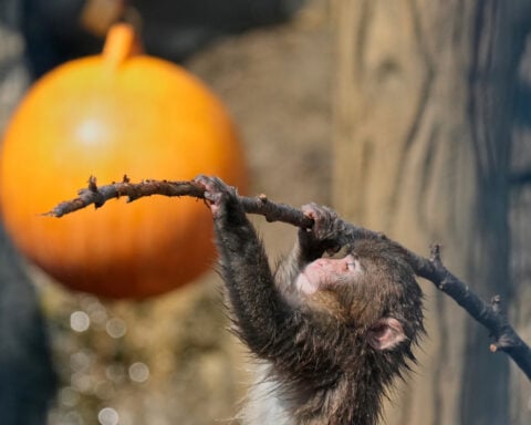 Japan's monkey sensation Punch gets thousands of birthday messages as he turns 1 on Sunday