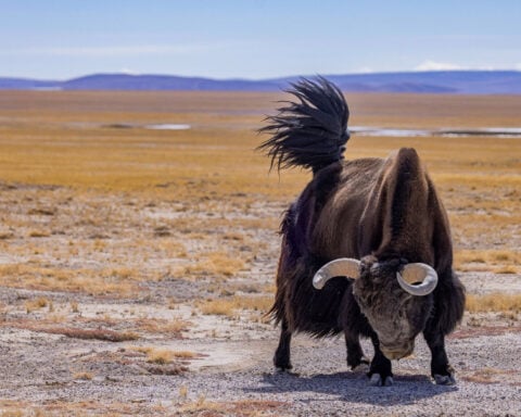 What’s horned, fluffy, and ethically dubious? Yak clones