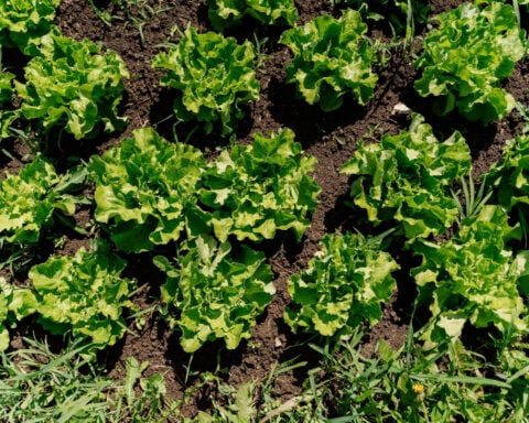 Cyclospora outbreaks start with human contamination. Nobody has ever been able to figure out how