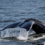 Whale 'supergroups' show numbers are rebounding from hunting. But Iran war holds dangers for them
