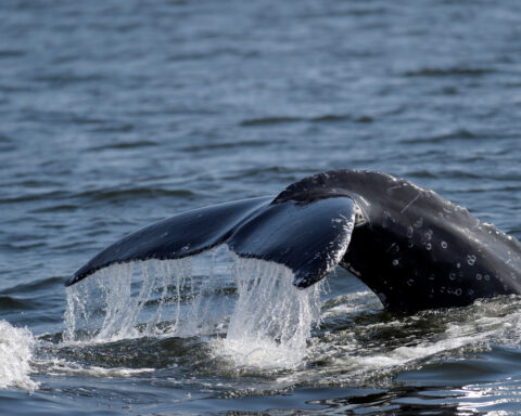 Whale 'supergroups' show numbers are rebounding from hunting. But Iran war holds dangers for them